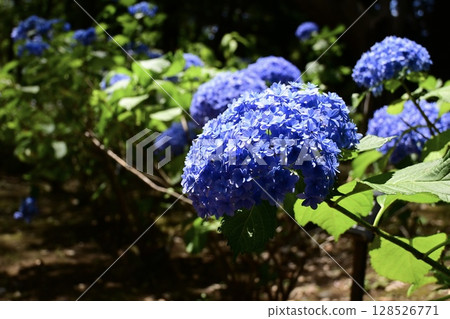 Blue hydrangea 128526771