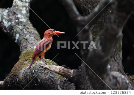 一隻琉球翠鳥在樹枝上休息 一隻琉球翠鳥在樹枝上休息 128526824