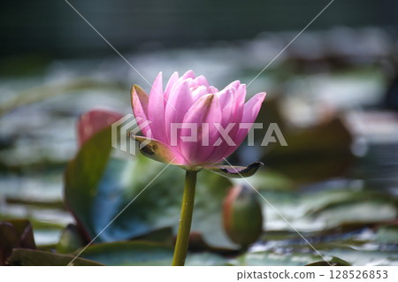 A beautiful pink water lily floats peacefully among green lily pads on a pond. A beautiful pink water lily floats peacefully among green lily pads on a pond. 128526853
