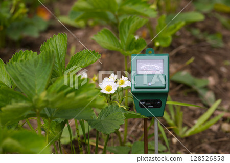 Close-Up of Soil Moisture Meter in Strawberry Plant Garden Close-Up of Soil Moisture Meter in Strawberry Plant Garden 128526858