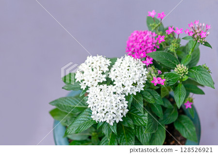 Potted Pentas Potted Pentas 128526921