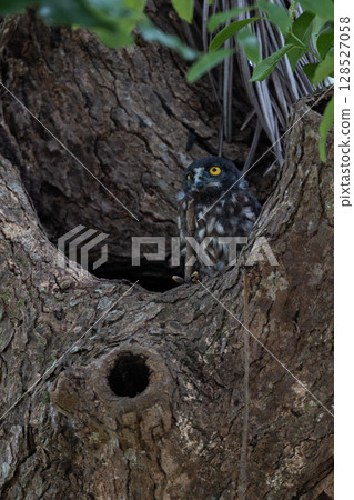 A Ryukyu Hawk-owl chick appears in a nesting tree A Ryukyu Hawk-owl chick appears in a nesting tree 128527058