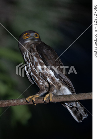 Ryukyu Hawk-owl parent bird 128527060