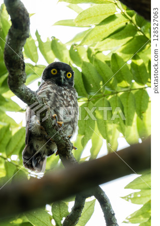 一隻琉球鷹鴞幼鳥出現在築巢樹上 一隻琉球鷹鴞幼鳥出現在築巢樹上 128527063