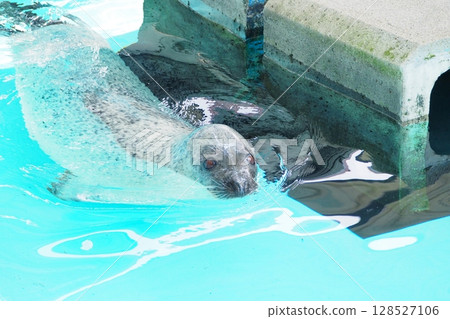 斑海豹在水池中游泳 128527106