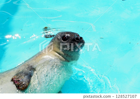 斑海豹在水池中游泳 128527107
