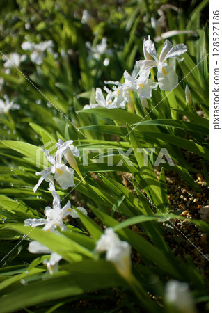 晨露與姬賀之花。花語是「請找躲藏的我」。 128527186