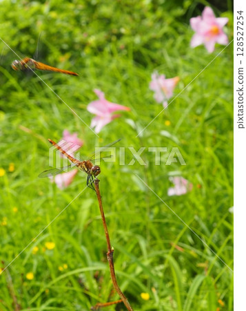 A dragonfly resting on a branch in a flower field (20250710094959) A dragonfly resting on a branch in a flower field (20250710094959) 128527254