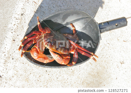 A rock crab is satisfied with being caught in a chum trap 128527271