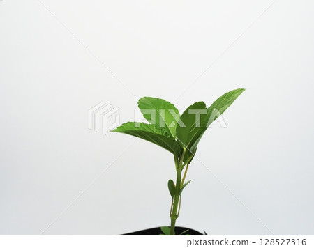 Moroheiya幼苗 Moroheiya幼苗 128527316