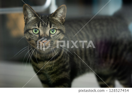 A cat staring at you A cat staring at you 128527454