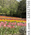 一個種滿鬱金香的公園 128527566