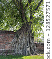 腐朽的樹 128527571