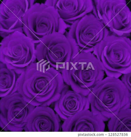 Lots of purple roses 128527836