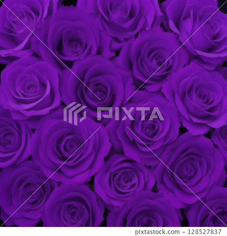 Lots of purple roses 128527837