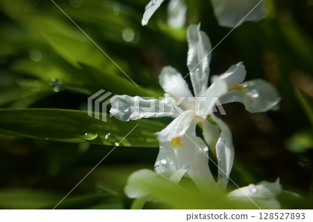 晨露與姬賀之花。花語是「請找躲藏的我」。 128527893