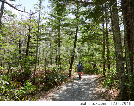 遊客沿著夏季旅遊景點上高地的森林小徑健行 128527946