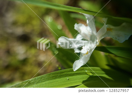 晨露與姬賀之花。花語是「請找躲藏的我」。 晨露與姬賀之花。花語是「請找躲藏的我」。 128527957