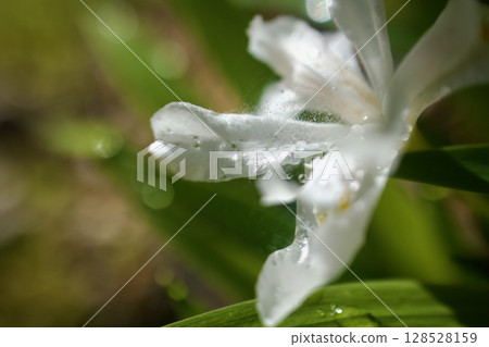 晨露與姬賀之花。花語是「請找躲藏的我」。 128528159