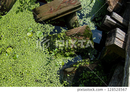 Dense Green Duckweed Covering Pond Surface with Submerged Wooden Planks 128528567