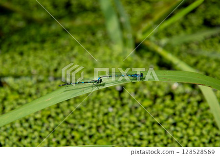Two Blue Damselflies Perched on a Green Blade over Duckweed Pond Two Blue Damselflies Perched on a Green Blade over Duckweed Pond 128528569