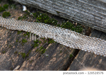 Detailed Close-up of Shed Grass Snake Skin on Mossy Weathered Wood Detailed Close-up of Shed Grass Snake Skin on Mossy Weathered Wood 128528576