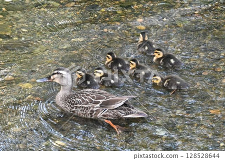 一隻鴨媽媽和她的小鴨子在水中游泳，畫面十分可愛，鴨媽媽就像一面盾牌，保護她剛出生的小鴨子。 128528644