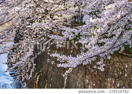 Cherry blossom tunnel over the Shakujii River (Itabashi, Tokyo) Cherry blossom tunnel over the Shakujii River (Itabashi, Tokyo) 128528782