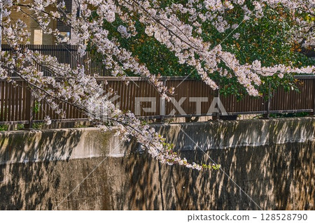 櫻花與籬笆搖曳的影子之美（東京石神井川） 128528790