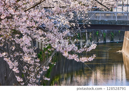 石神井川櫻花盛開，春天靜謐的河流風景（東京都板橋區） 128528791