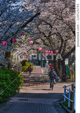 春天的櫻花樹和道路（東京石神井川） 128528793