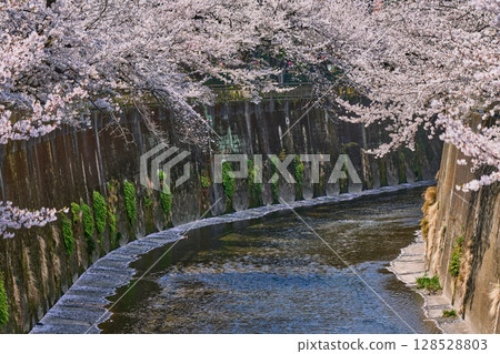 石神井川沿岸的櫻花盛開的春天風景(東京都板橋區) 石神井川沿岸的櫻花盛開的春天風景(東京都板橋區) 128528803