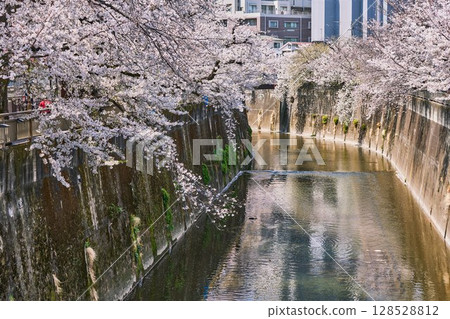春天的石神井川、櫻花和緩緩的水流（東京都板橋區） 128528812