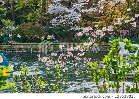 Spring at Inokashira Park: Lakeside scenery decorated with cherry blossoms and boats (Musashino City, Tokyo) Spring at Inokashira Park: Lakeside scenery decorated with cherry blossoms and boats (Musashino City, Tokyo) 128528825
