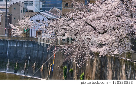 Townscape along the Shakujii River in full bloom in spring (Tokyo) 128528858