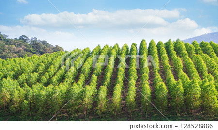 Eucalyptus Tree Forest Farm Young Branch Green Leaf Park Wood Growth Spring Summer Season, Foliage Agriculture Natural Evergreen Eco System Zero Carbon Environment, Eucalyptus Tree Forest Farm Young 128528886