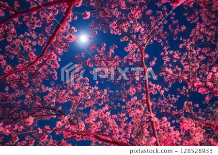 夢幻般的夜晚櫻花與月亮 夢幻般的夜晚櫻花與月亮 128528933