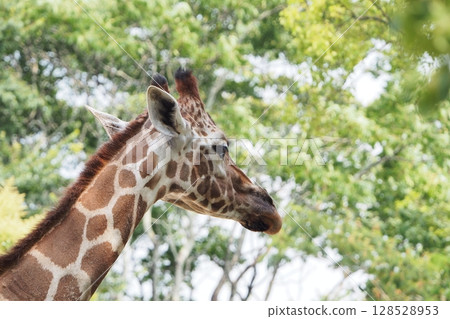 Up photo of giraffe Up photo of giraffe 128528953