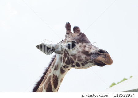 Up photo of giraffe Up photo of giraffe 128528954