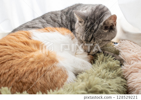 Two cats grooming themselves by the window Two cats grooming themselves by the window 128529221