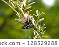 Swallowtail butterfly  128529288