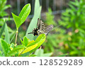 Swallowtail butterfly  128529289