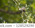 Swallowtail butterfly  128529290