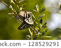 Swallowtail butterfly  128529291