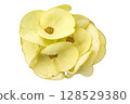 Euphorbia milii Flower PNG Transparent Background 128529380