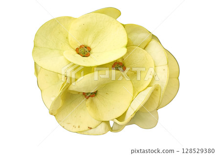 Euphorbia milii Flower PNG Transparent Background 128529380