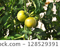 Tomatoes before ripe 128529391