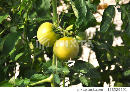 Tomatoes before ripe 128529391