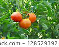 Tomatoes before ripe 128529392