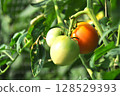 Tomatoes before ripe 128529393